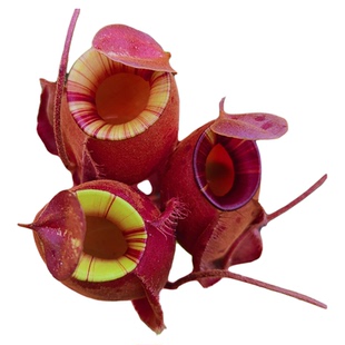 海盗黑月猪笼草 食虫植物小虫草堂盆栽驱蚊草捕蝇草甲醛室内种子