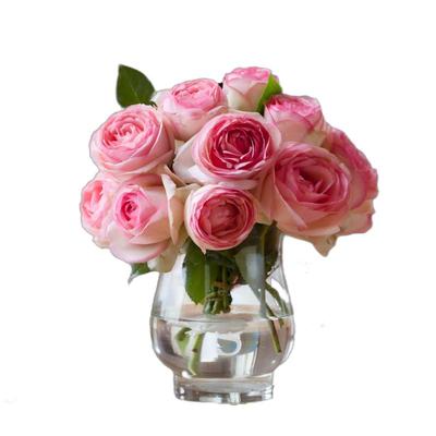 虹越朱丽叶蓝莓蛋糕莫妮卡戴维真宙月季大苗盆栽花园灌木大花浓香