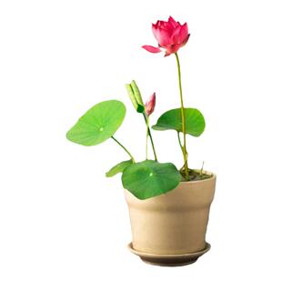 微型碗莲种藕根茎带芽苞迷你小荷花藕节水培生小微莲藕种观赏植物