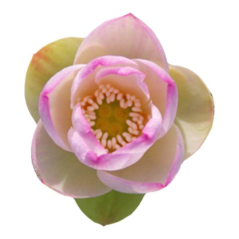非栽培季节周劲松正品碗莲种子籽
