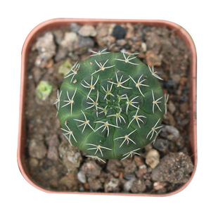 趴刺瑞昌玉实生仙人球 稀有白刺不扎手好养活易度夏办公室小盆栽