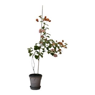 三角梅高飘枝马斯/卡亚塔/绿樱/阿达娜/橙口红/日落好养四季勤花