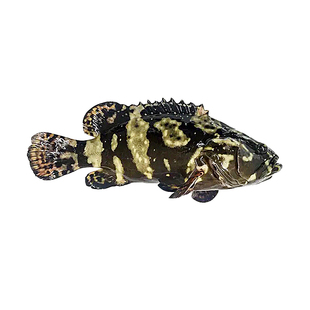 鲜活野生石斑鱼新鲜当天海捕深海冷冻海鲜水产500g龙胆珍珠斑鱼