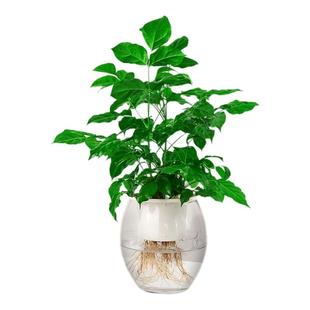 【无土纯水培】幸福树盆栽水培绿植室内除甲醛水养植物平安树绿宝