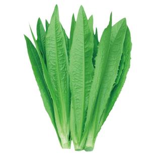 油麦菜种子米香四季播青菜种籽仔菜苗菜籽苗秧籽种孑菜苗春季菜种