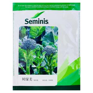 贝绿美西兰苔种子西洋芥蓝小西兰花青花菜笋芥蓝籽四季春季蔬菜籽