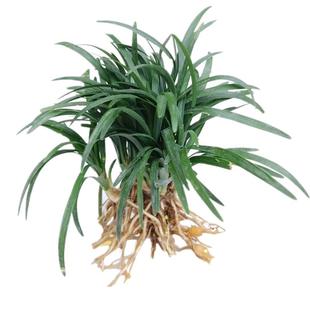细叶麦冬玉龙草庭院绿化植物四季矮麦冬草苗沿阶草耐寒长叶麦冬草