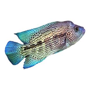 食肉鱼特色高端观赏鱼中大型道氏火口狼鲷美鲷猛鱼淡水鱼高级热带