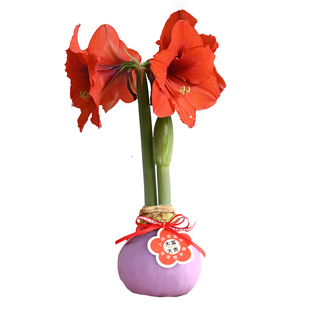 朱顶红蜡球秘鲁马年新年礼物春节送礼封蜡好养懒人植物植迷者开花