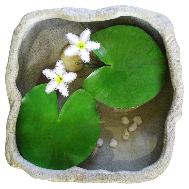 水养一片莲心形一叶莲带苞造景