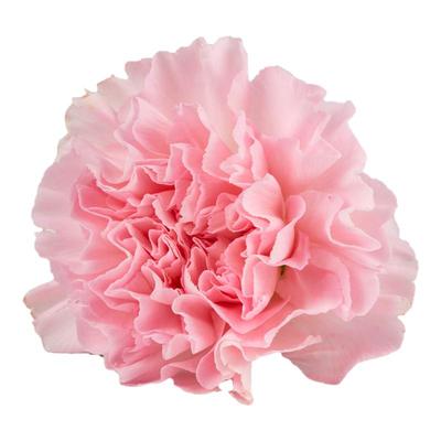 领沃康乃馨种子四季播种观花植物