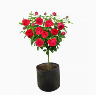 棒棒糖树桩月季花苗特大花朵花卉植物庭院四季开玫瑰带花树状月季