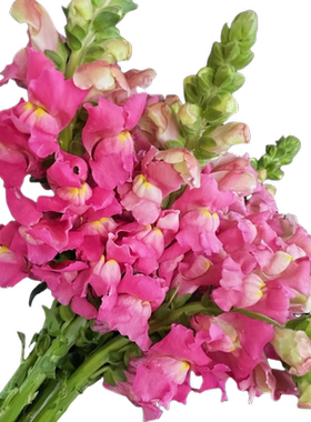 金鱼草鲜花云南基地直发鲜切花