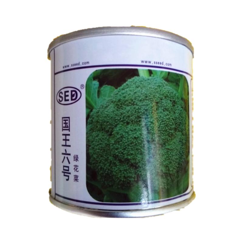 西兰花种子青花菜蔬菜种子耐寒热