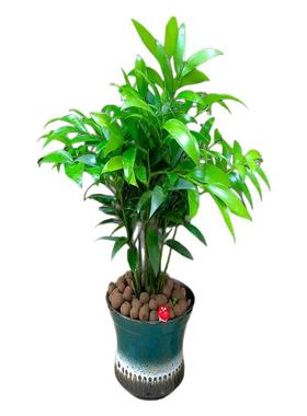 盆栽桌面植物竹柏竹净化空气