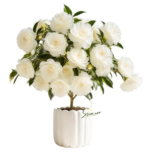 白色山茶花树苗盆栽四季花卉开花香妃赤丹浓香阳台庭院室内外植物