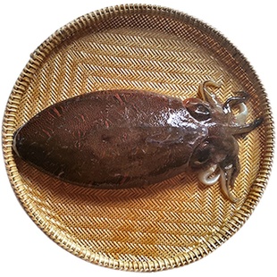 大墨鱼 鲜活 刺身特大乌贼新鲜野生海鲜超大墨斗鱼目鱼花枝五斤装