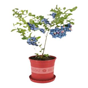 蓝莓树果苗蓝莓树苗盆栽地栽蓝莓苗南方北方种植苗奥尼尔兔眼果树