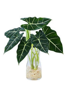 绿天鹅绒海芋水培室内易养观叶大叶盆栽办公室桌面摆INS热植新手