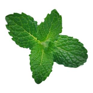 新鲜薄荷叶头 薄荷尖 现采摘 调酒饮品酒店烘焙西餐摆盘装饰点缀