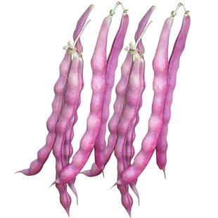 特花红豹豇豆种子 七彩红豆角条粗顺直结荚多耐热抗病高产春秋播