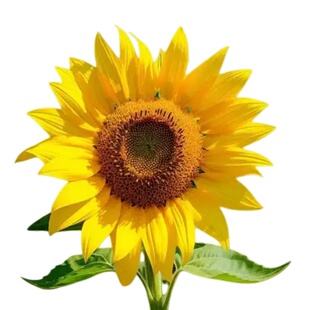 向日葵活苗高杆向日葵一举夺魁矮杆观赏太阳盆栽玩具熊种带土发货