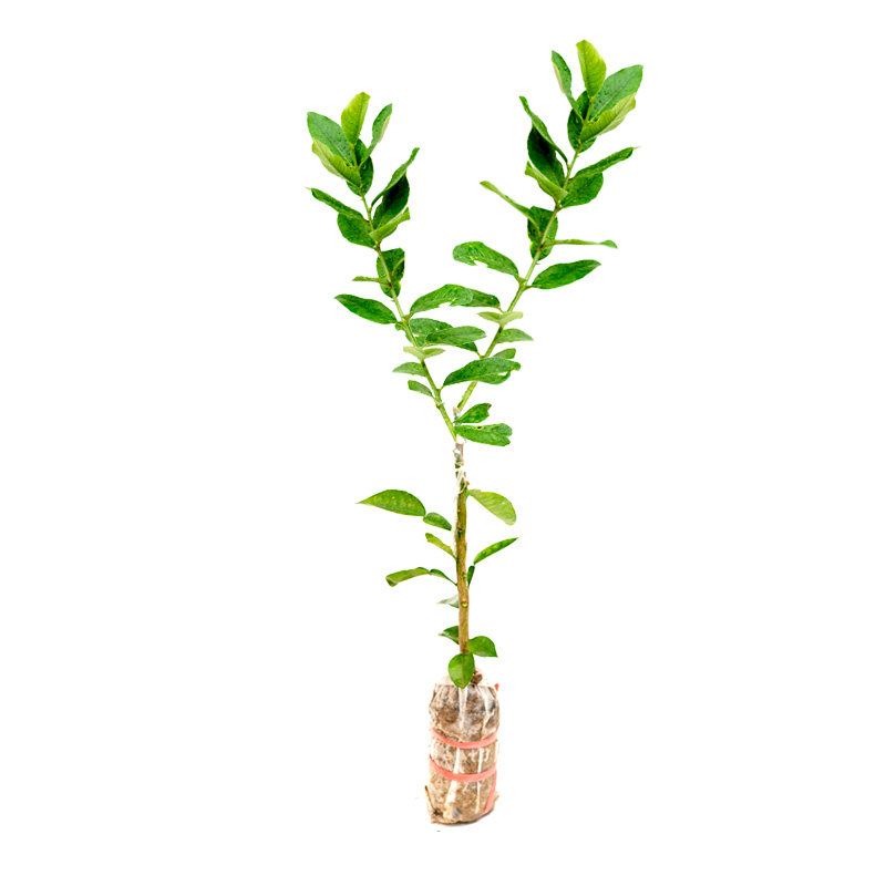 土柠檬树苗广西本地牛脚子嫁接苗盆栽地栽当年结果南方种植果树苗