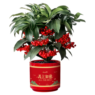 【烈儿超值年货节】年宵花富贵籽盆栽带果绿植室内花卉黄金万两