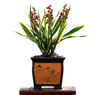 翁源兰花喜花里墨兰铭品东方红神荷建兰七彩玲珑带花浓香绿植花卉