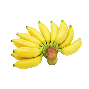 正宗皇帝蕉新鲜香蕉当季水果现摘一整串薄皮小米蕉芭蕉帝王蕉包邮