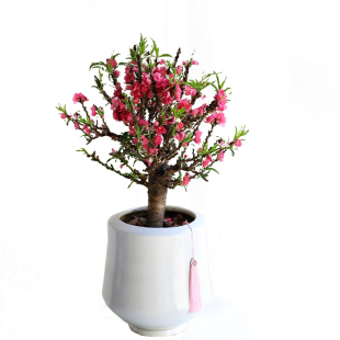 桃花树盆栽带花苞室内客厅花卉四季盆景植物庭院重瓣寿星桃树活苗