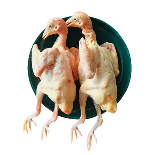 正宗老鸽子下单新鲜现杀土鸽生鲜肉鸽月子煲汤农家散养谷饲肉鸽