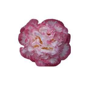 宽彩带茶花 玛卡德 艳奥塔名贵品种茶花惊叹连连超级贝蒂