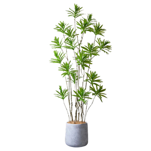 百合竹客厅绿植金边高级感真绿植盆栽老桩造型室内轻奢大型植物