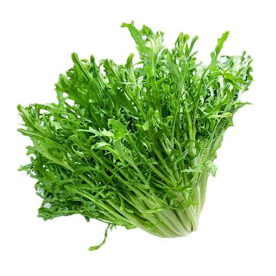 新鲜苦叶生菜苦菊沙拉蔬菜