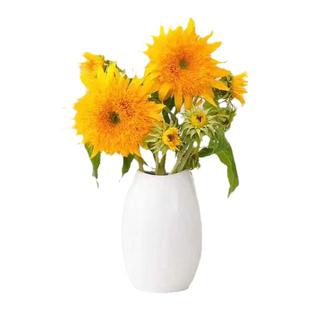 泰迪向日葵鲜花重瓣新鲜云南直发家用真花水养花束昆明斗南市场