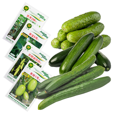 农科院黄瓜种子旱黄瓜春秋绿长黄瓜玉女水果黄瓜苗四季蔬菜种籽孑