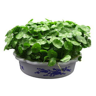 带叶铜钱草植物盆栽室内水培植物桌面盆景风水吸甲醛办公绿植水养