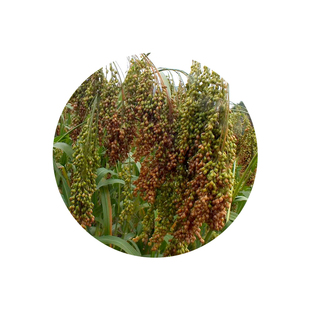 糯黍子种子大黄米种籽扫把笤帚糜子带壳糯米谷沁州黄软米粽子米孑