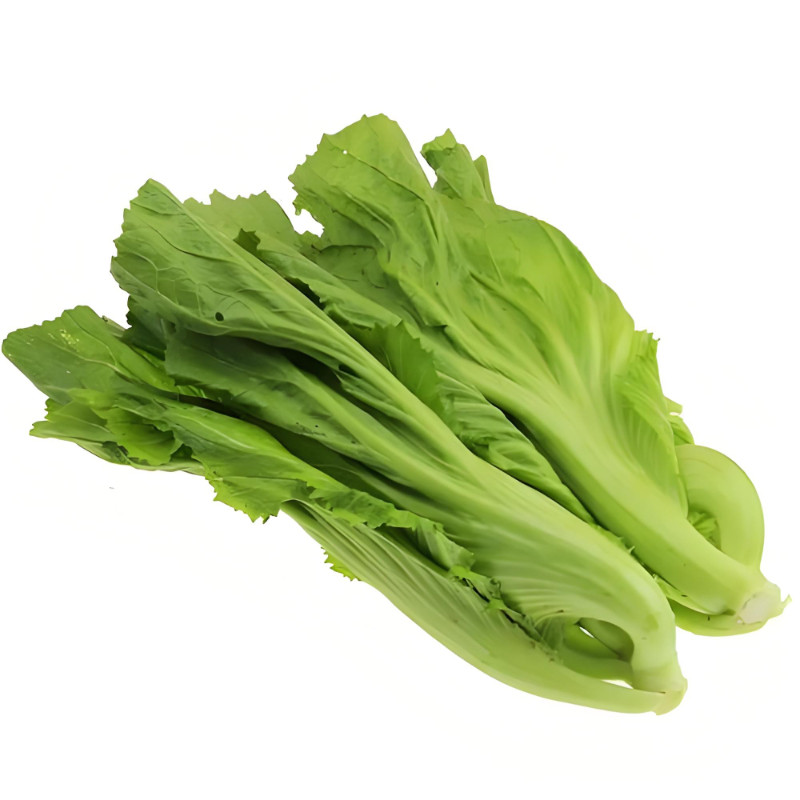 水东大肉鸡心灯笼甜芥菜种子