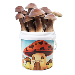 黑皮鸡枞菌菌包菌子 长根菇菌包食用菌蘑菇菌包家庭阳台包邮