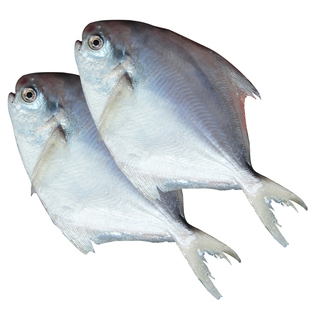 青岛海捕鲳鱼3斤深海鱼新鲜冷冻白鲳鱼鲜活海鲜鲳鳊鱼平鱼银鲳鱼5