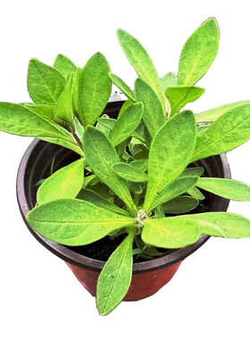 矮牵牛盆栽重瓣垂吊爆花绿植花卉