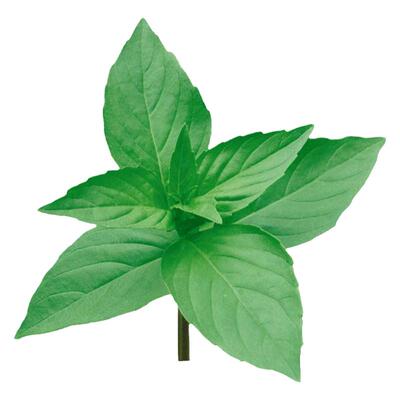 寿禾宝兰草大叶荆芥种子盆栽