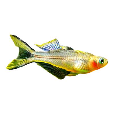 霓虹燕子热带淡水鱼燕子美人