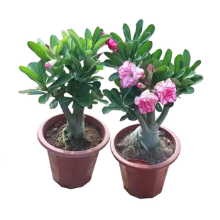 沙漠玫瑰花小苗盆栽四季庭院盆景室内外阳台好养花卉鲜花绿植