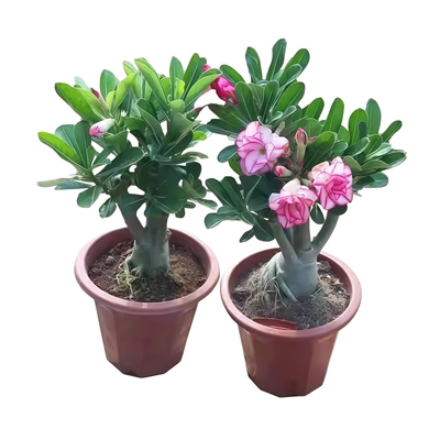 沙漠玫瑰花小苗盆栽四季庭院