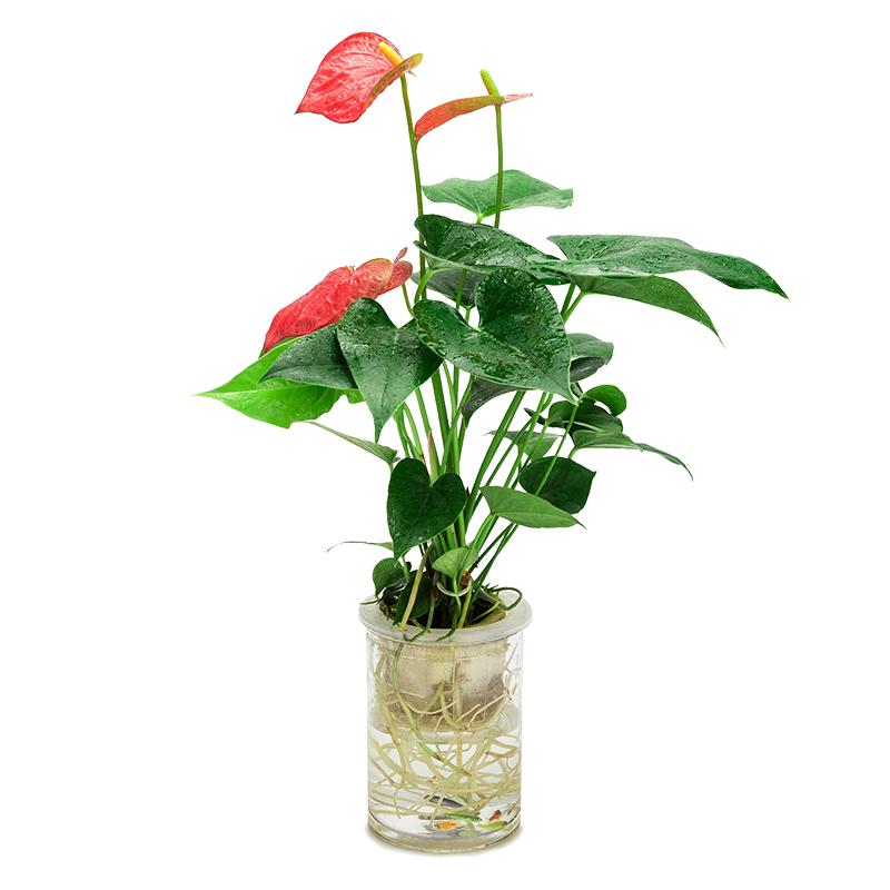 垂丝茉莉盆栽水培植物办公室内花卉水养红颜白掌开花风车茉莉水培