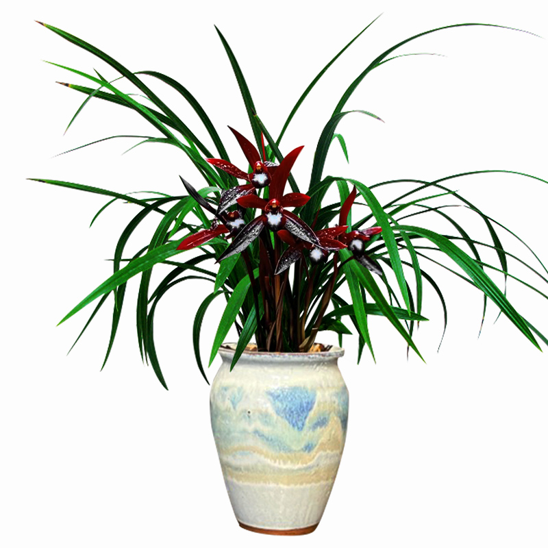 新品兰花春兰浓香型百变佳人当年开花室内外好养花卉绿植盆栽草