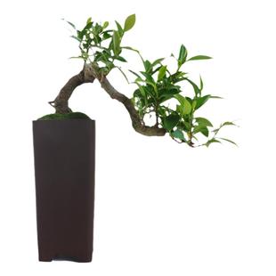 盆景植物悬崖提根素材文竹榆树六月雪赤楠清香木红枫紫檀米竹雀梅